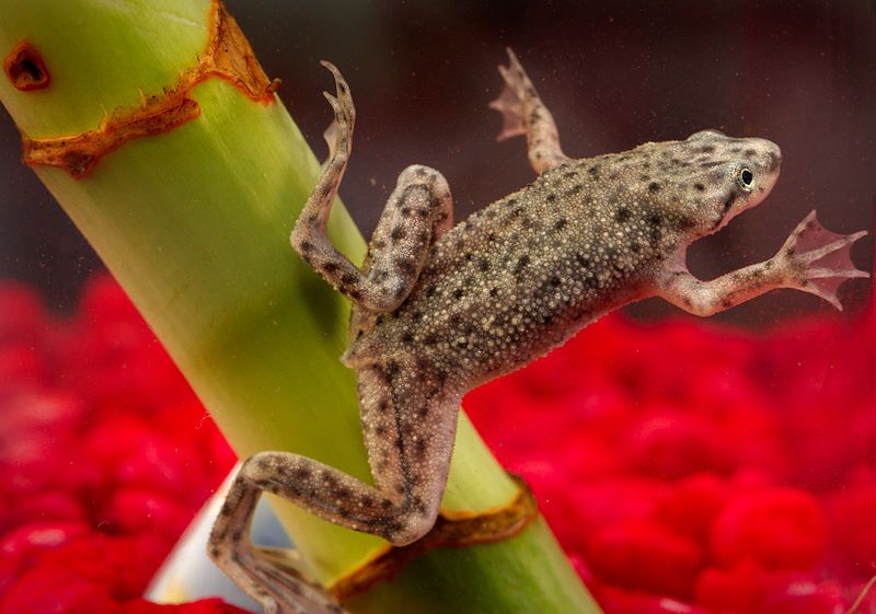 File:African dwarf frog.jpg