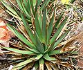 Agave arizonica