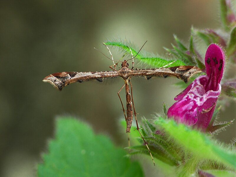 File:Amblyptilia acanthadactyla (7928702622).jpg