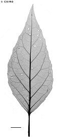 X-ray of leaf