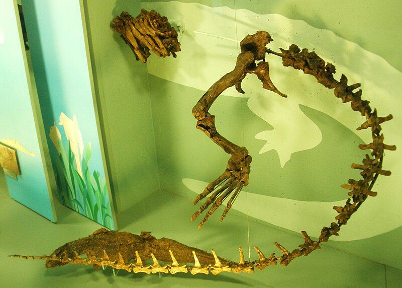 File:Asiatosuchus germanicus.jpg