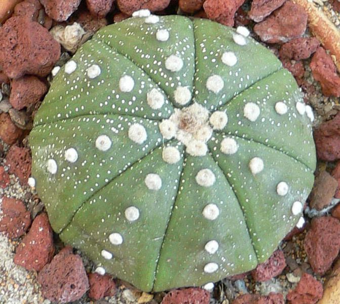 File:Astrophytum asterias.jpg