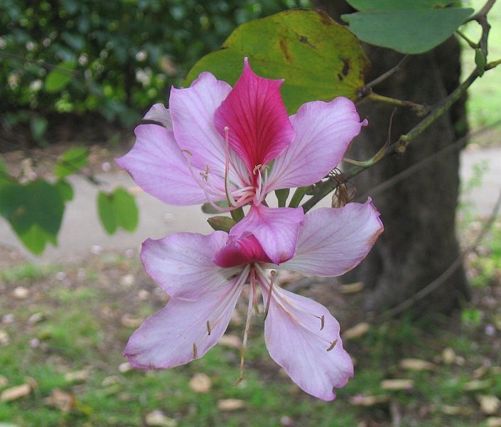 File:Bauhinia variegata flower.jpg