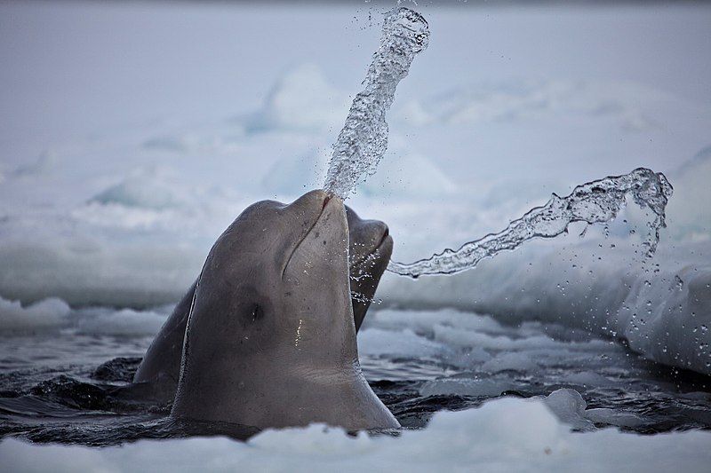 File:Belugas whales.jpg