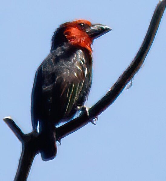 File:Black-billed Barbet.jpg