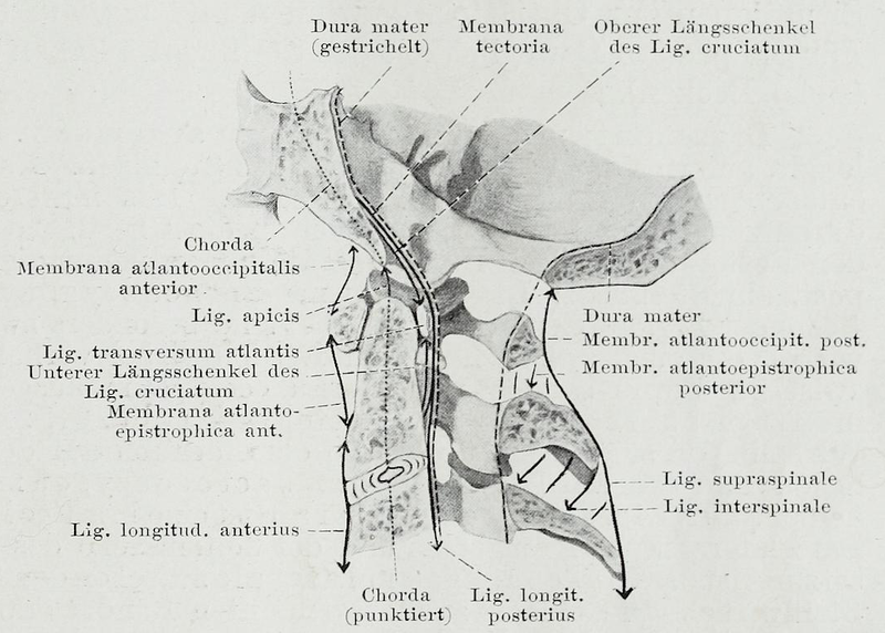 File:Braus 1921 74.png