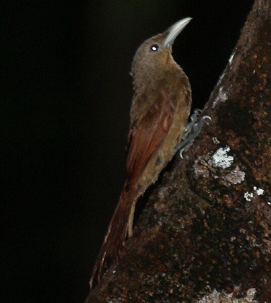 File:Buff-throated Woodcreeper.jpg