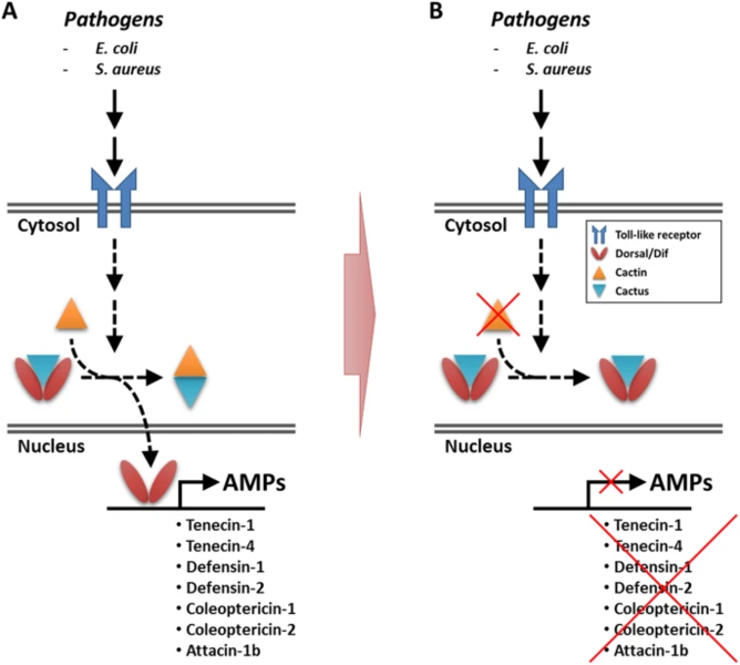 File:Cactin Process.webp