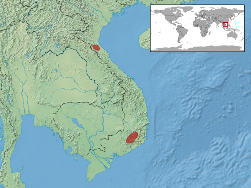 File:Calamaria buchi distribution.png