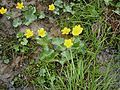 Caltha palustris