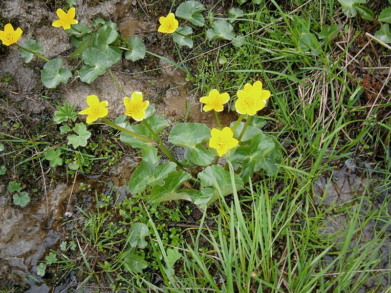 File:Caltha palustris003.jpg