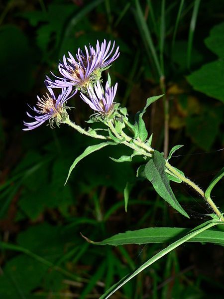 File:Canadanthus modestus 25051.JPG