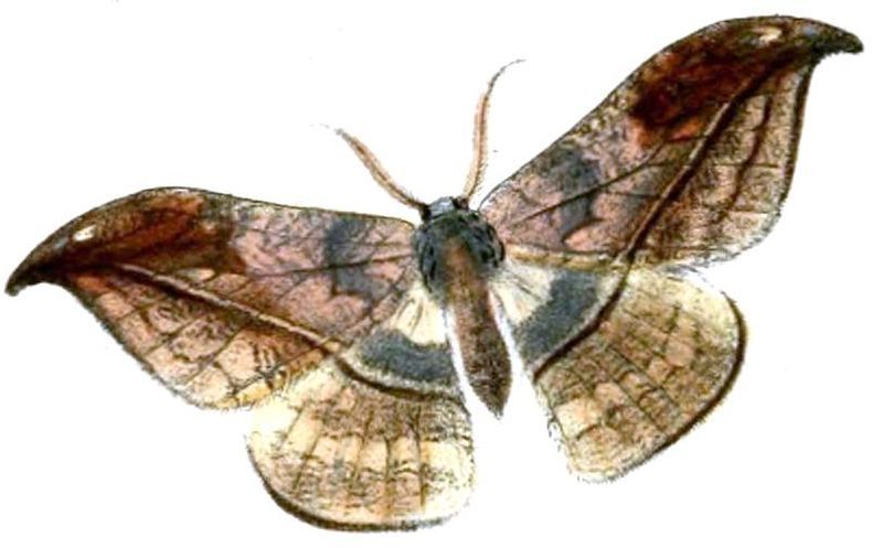 File:Canucha duplexa duplexa.JPG