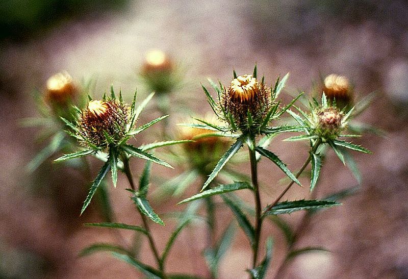 File:Carlina biebersteinii 3.jpg