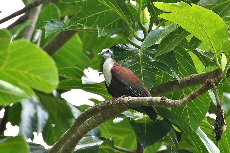 File:Caroline Islands Ground-Dove.jpg