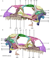 3D model of the skull (without mandible) seen from left and right, with the individual bones labelled and in different colors