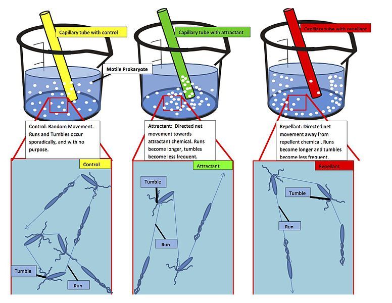 File:Chemotaxis1.jpg