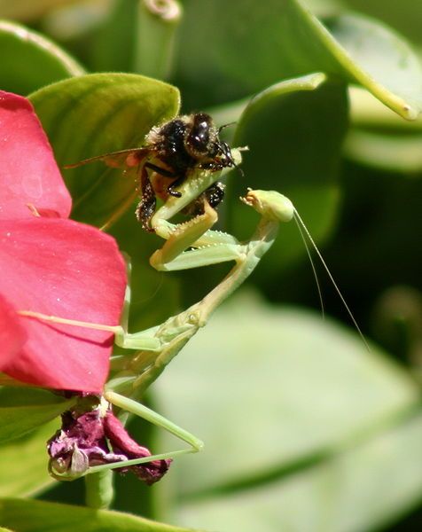 File:Chinese-mantis-bee.JPG