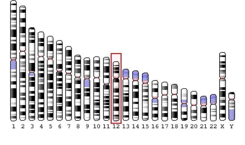 File:Chromosome Picture.jpg