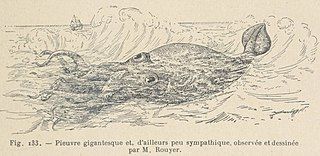 #18 (30/11/1861) An illustration of the Alecton encounter from Les Animaux Excentriques by Henri Coupin [fr], first published in 1903, based on the original from Bouyer (here given as "Rouyer").