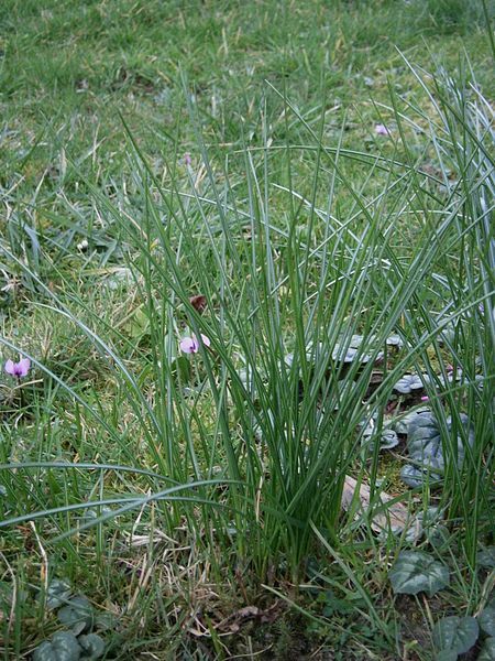 File:Crocus sativus leaves.jpg