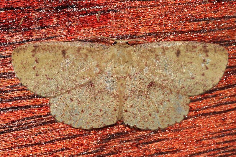 File:Cyclophora rotundata.JPG