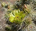 Cylindropuntia echinocarpa