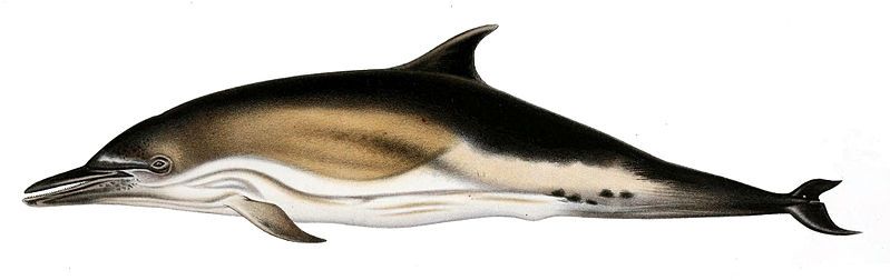 File:Delphinus delphis.jpg