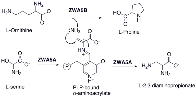 File:Diaminosynthesis.png