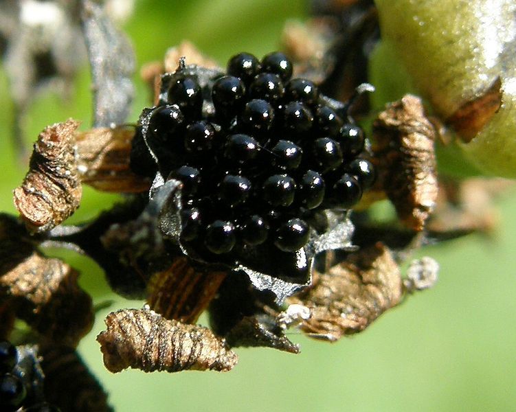 File:Dionaea muscipula seeds.jpg