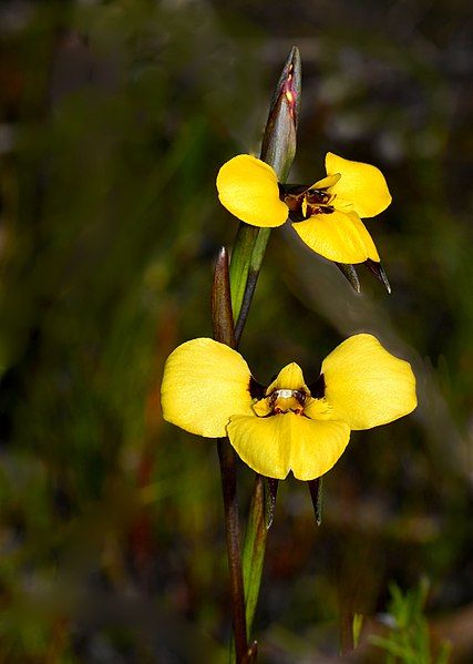 File:Diuris purdiei.jpg