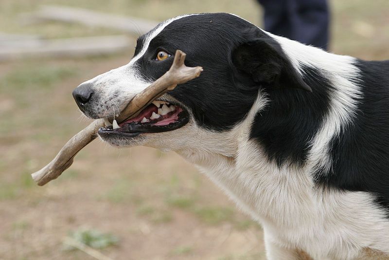 File:Dog retrieving stick.jpg