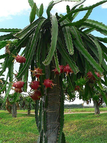 File:Dragonfruit tree.jpg