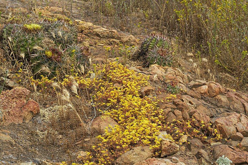 File:Dudleya variegata 280211585.jpg