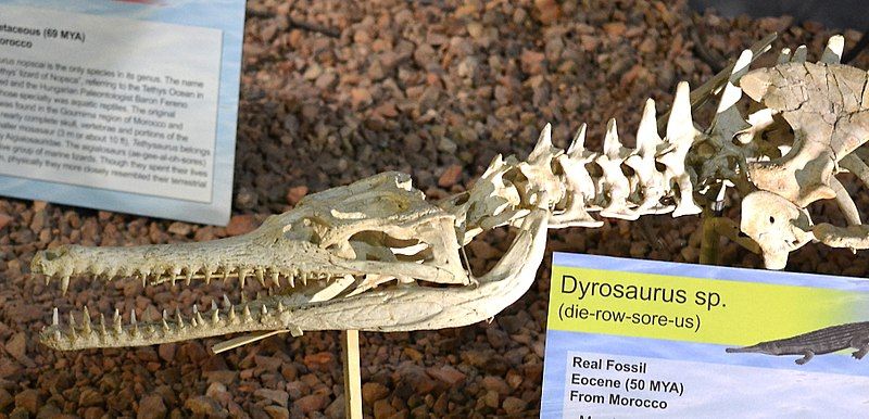 File:Dyrosaurus mount.jpg