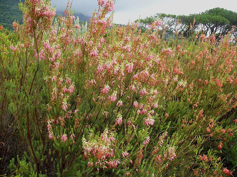 File:Erica mammosa.jpg