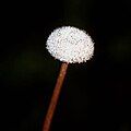 Eriocaulon decangulare flowerhead