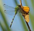 male eating Julia butterfly Dryas iulia