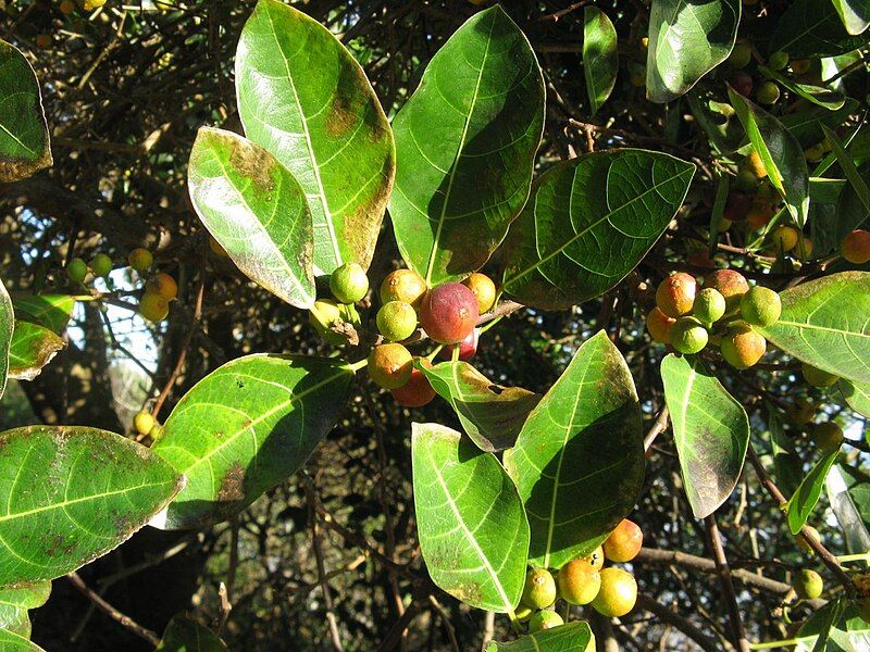 File:Ficus fraseri 1.jpg