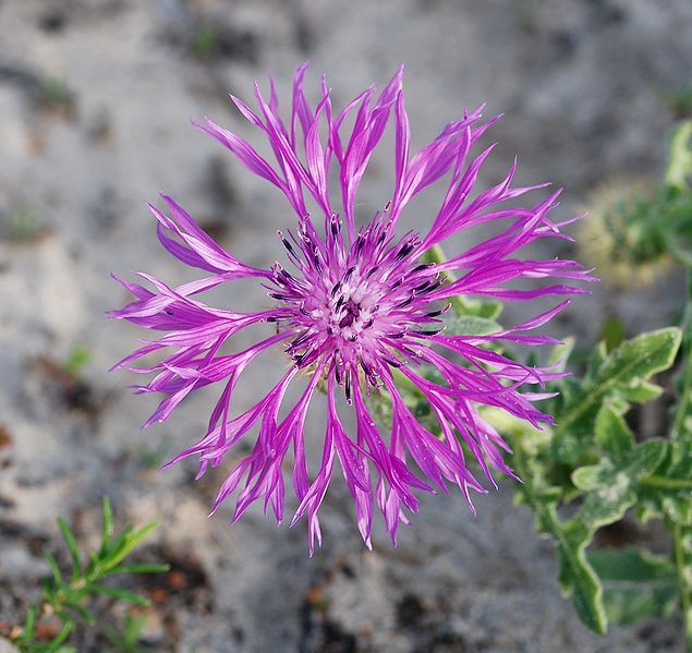 File:Flower April 2010-3.jpg