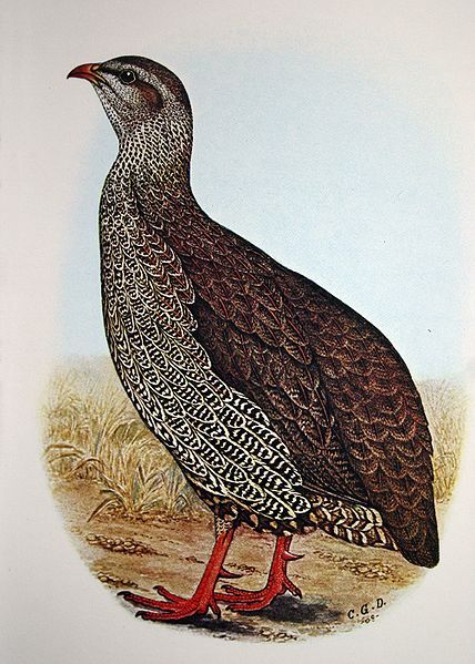 File:Francolinus natalensis00.jpg