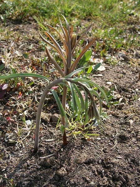 File:Fritillaria nigra (buds).JPG