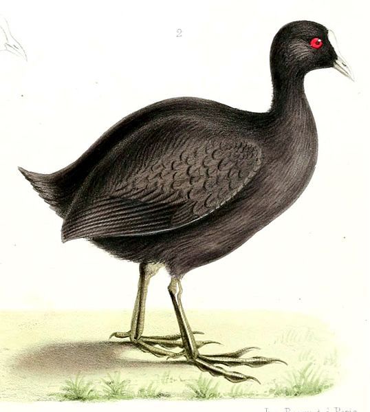 File:Fulica newtoni (cropped).jpg