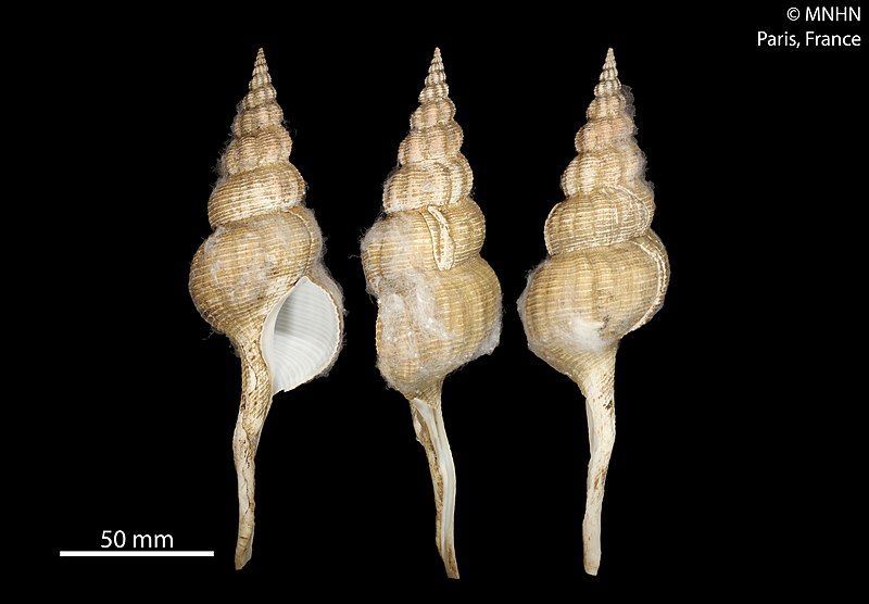 File:Fusinus marisinicus (MNHN-IM-2000-22072).jpeg