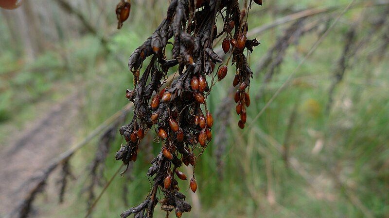 File:Gahnia grandis seeds.jpg