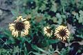 lanceleaf blanketflower (Gaillardia aestivalis)