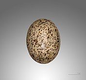 Egg