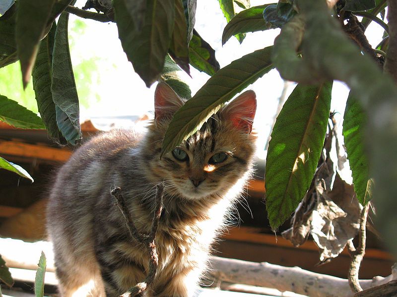 File:Gato (9000792837).jpg