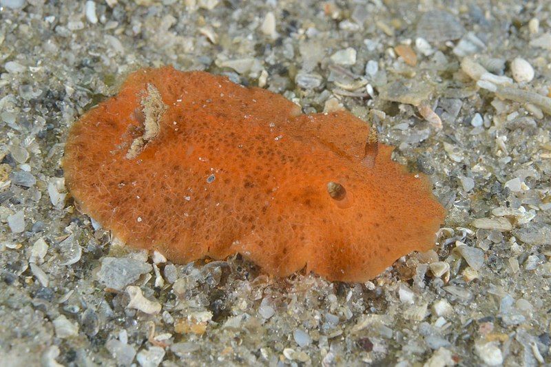 File:Geitodoris pusae.jpg