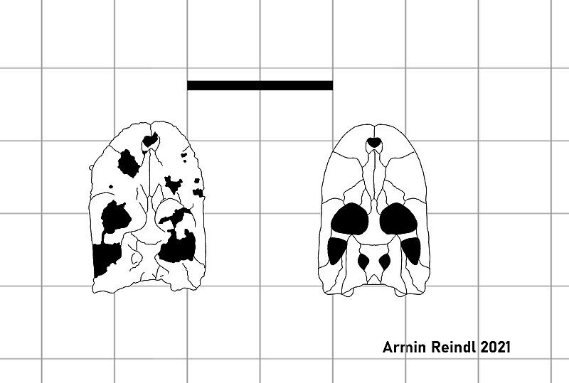 File:Gnatusuchus skeletal.jpg